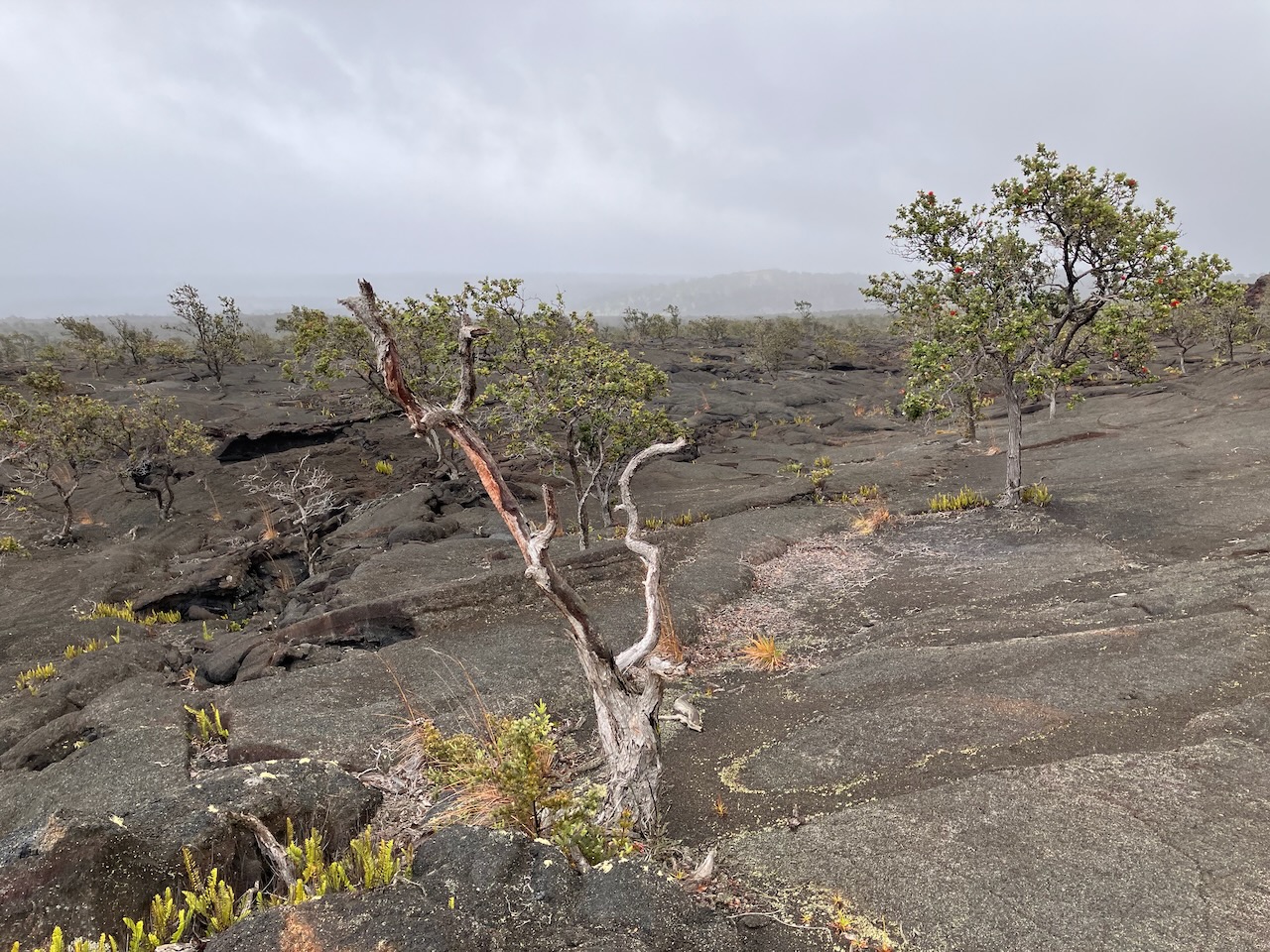 Kona – die grösste Insel von Hawaii